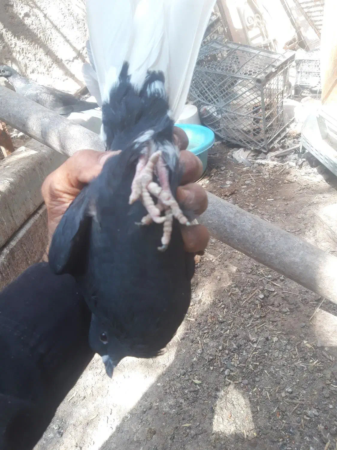 زاغ دم سفید|پرنده|نرماشیر, |دیوار