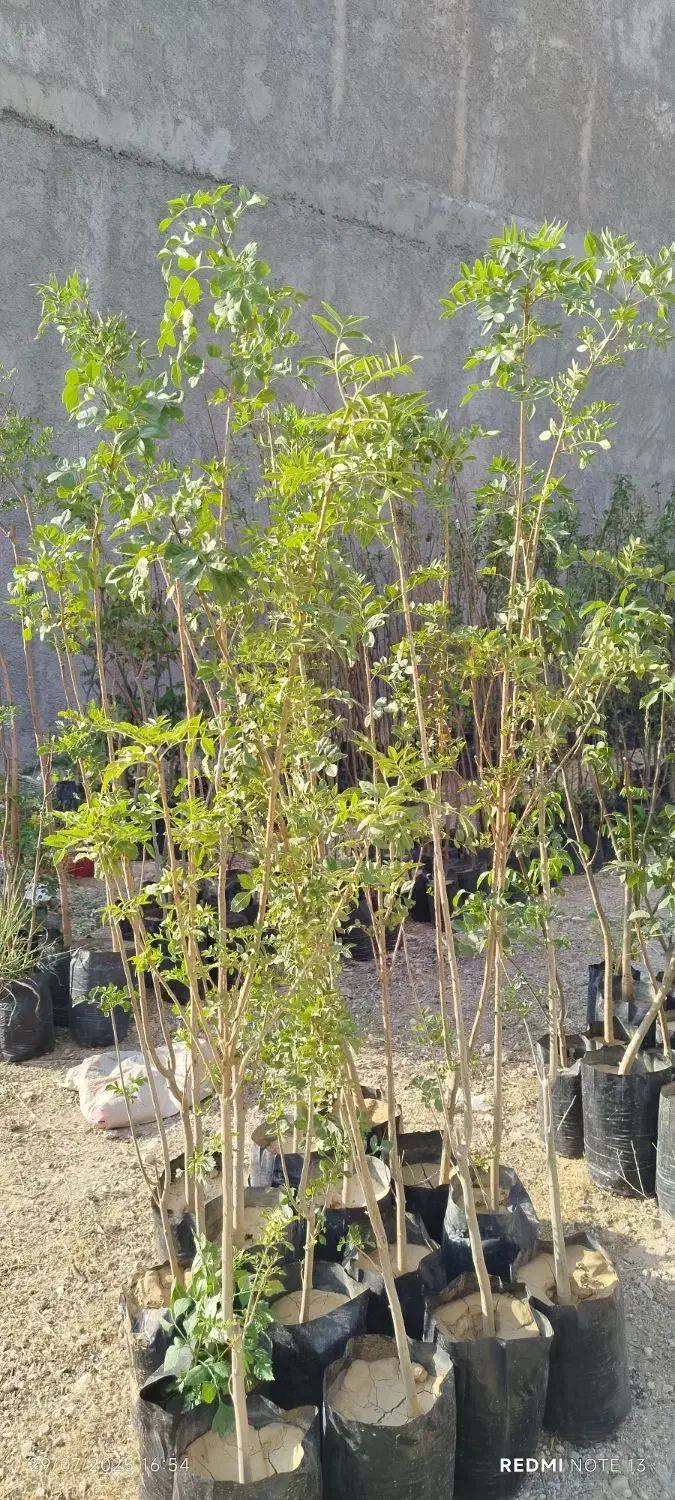 فروش نهال های گلدانی در هماشهر سپیدان|خدمات باغبانی و درختکاری|شیراز, گویم|دیوار