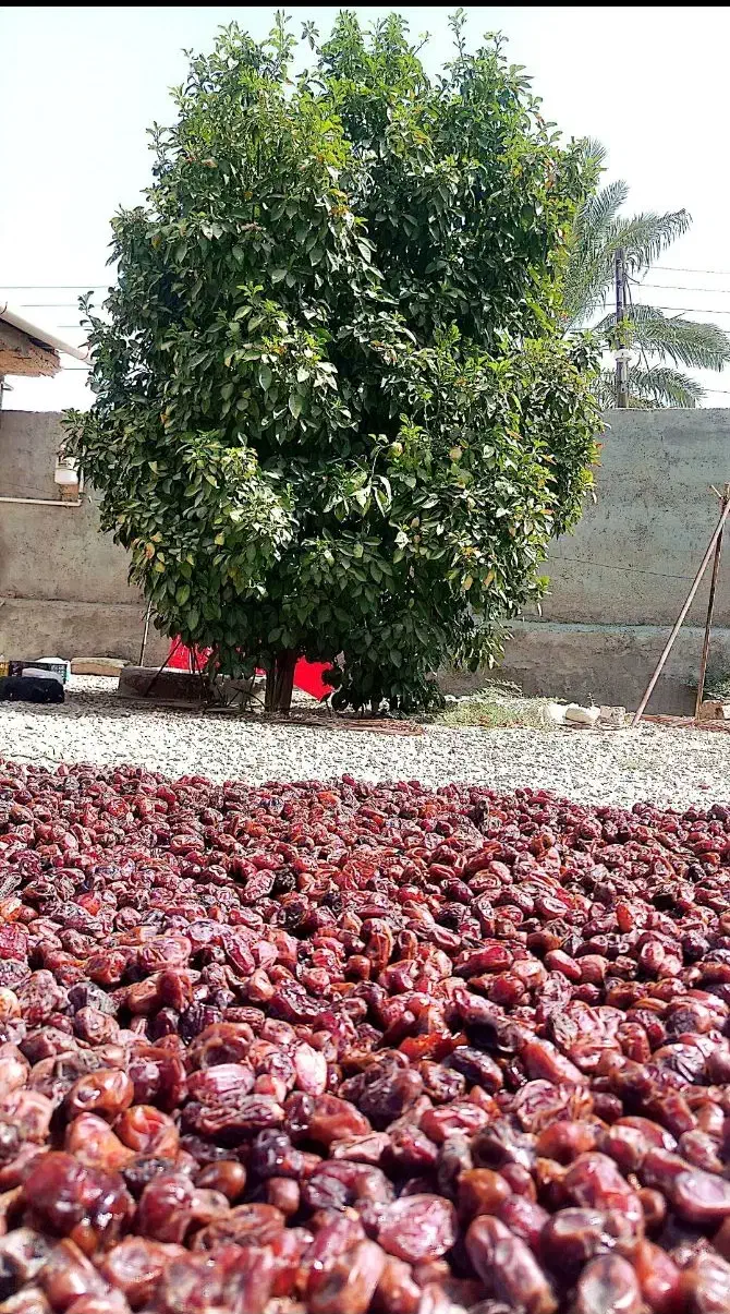 خرمای کبکاب|خوردنی و آشامیدنی|آبپخش, |دیوار