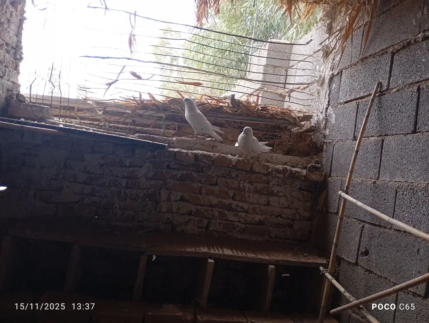 کفتر|پرنده|کویرات, |دیوار