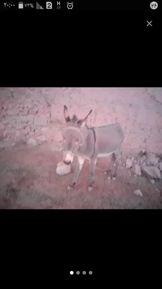 7تومان الاغ تازه سواری و باری و گله ای|حیوانات مزرعه|نصر آباد, |دیوار