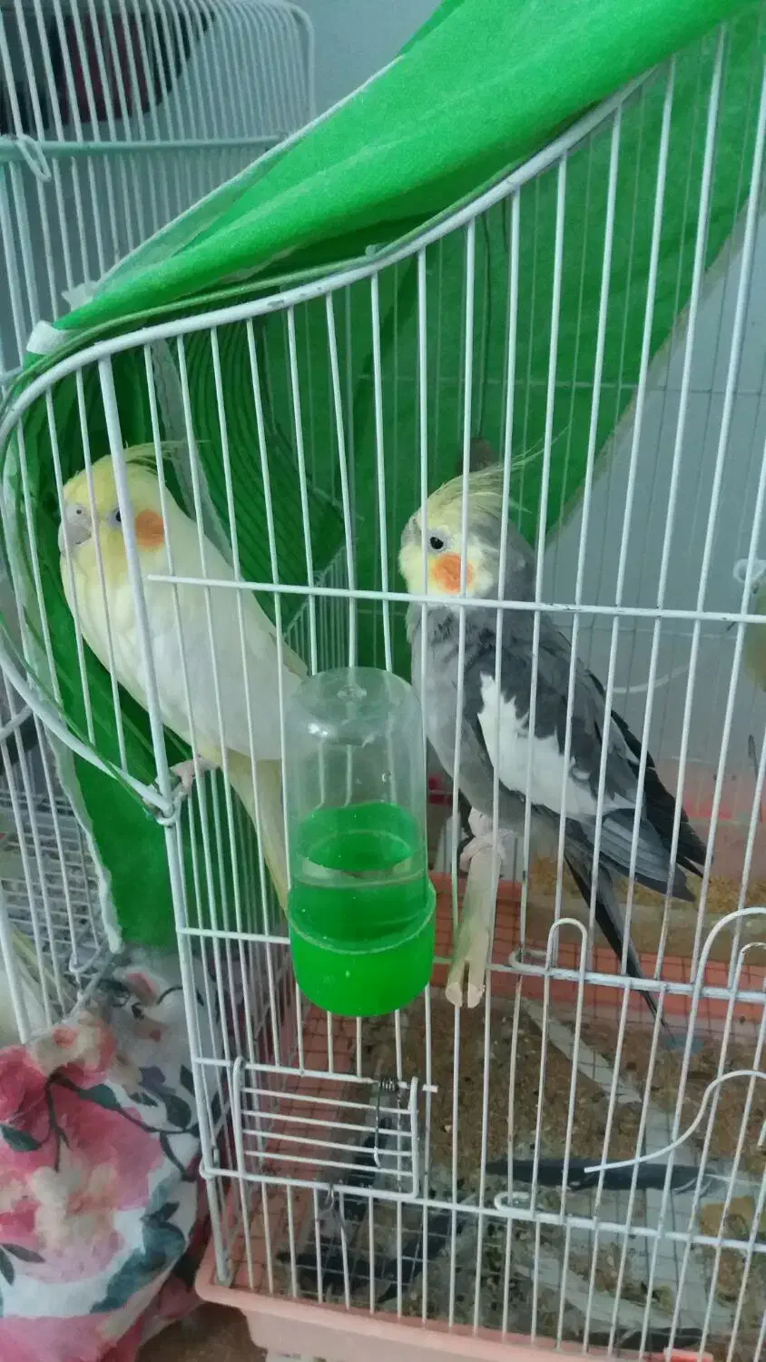 طوطی|پرنده|ایذه, |دیوار