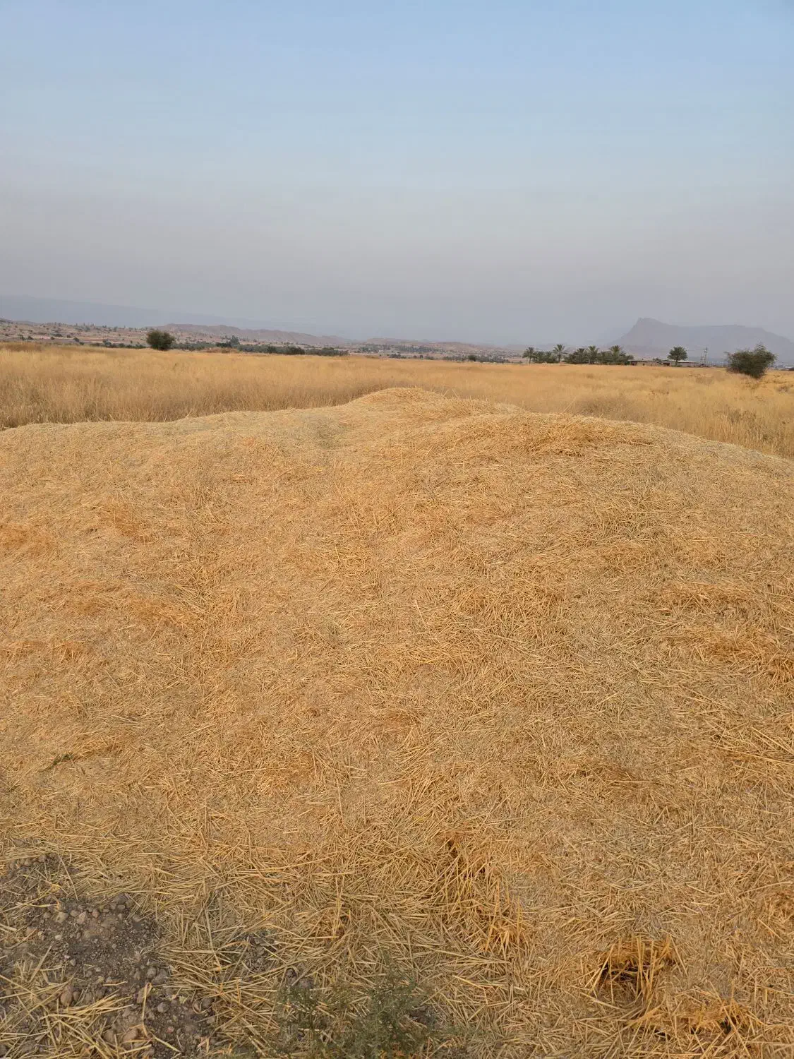 کاه گندم .محل بازدید شهر تنگ ارم قیمت ۱۲هزارتومن|حیوانات مزرعه|ارم, |دیوار