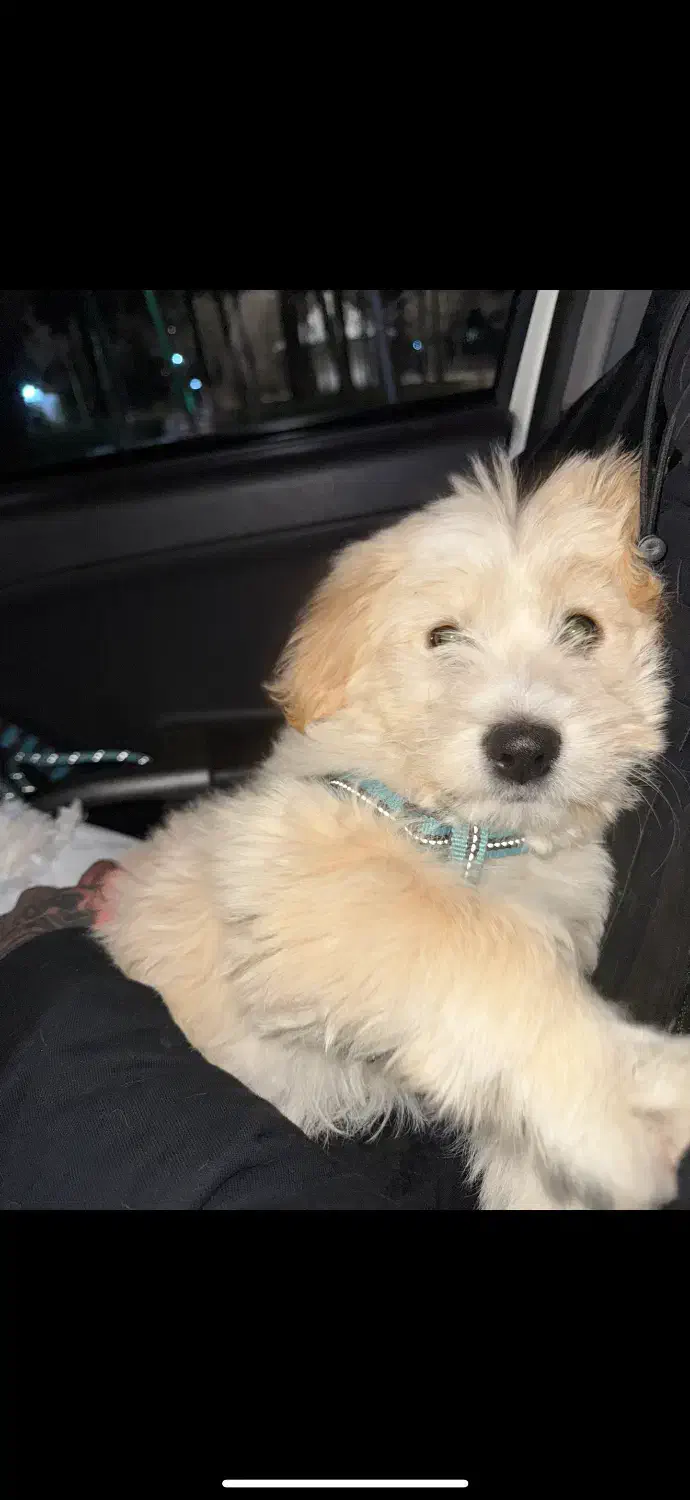 سگ گمشده|حیوانات|الوند, |دیوار