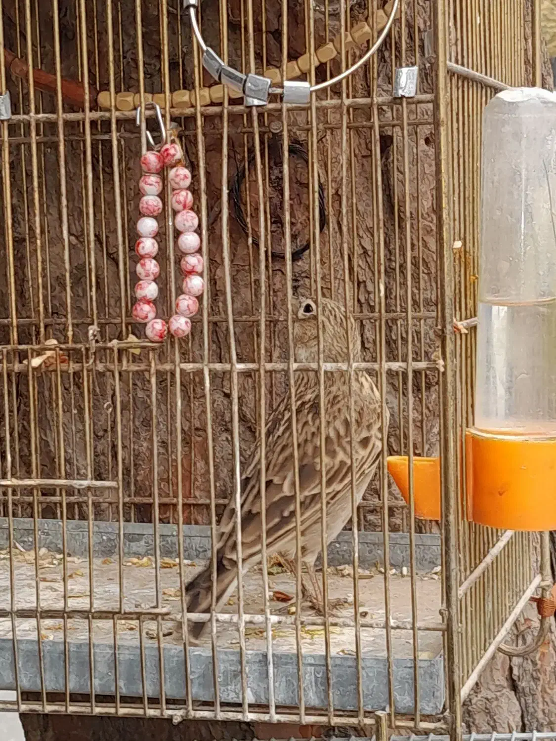 سهره خاکباز دهن دار جوجه امسال|پرنده|تهران, خاک سفید|دیوار