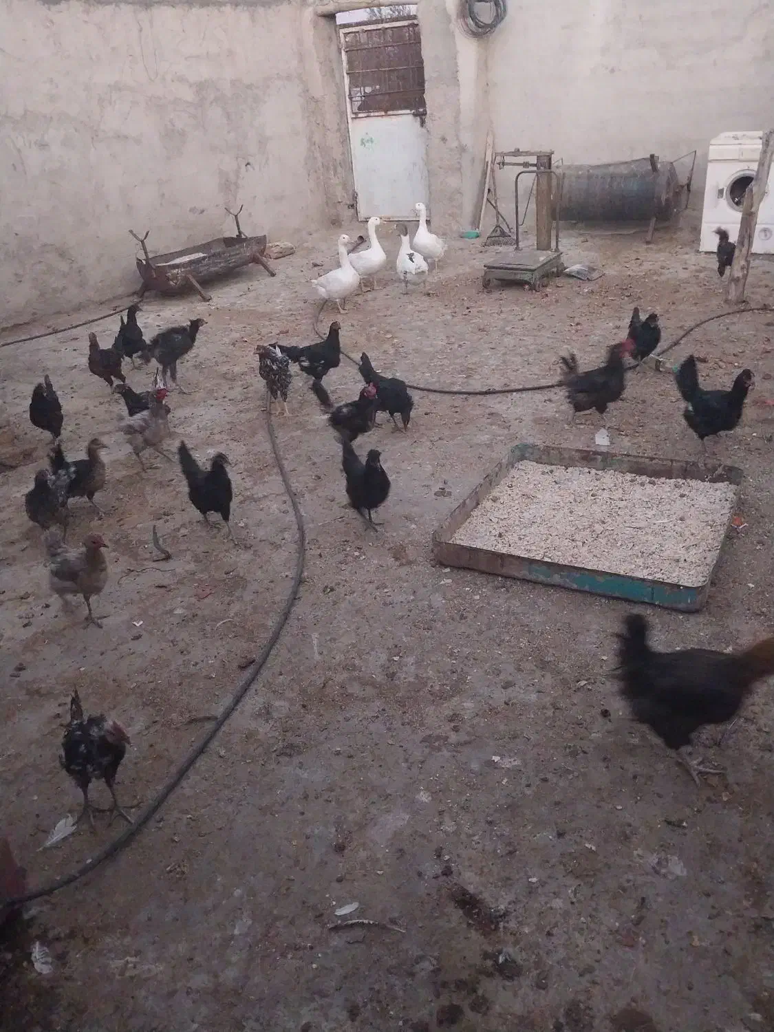 فروش مرغ و اردک محلی|حیوانات مزرعه|نی‌ریز, |دیوار