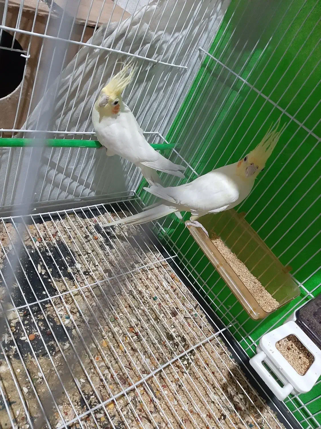 باکفترخوبه المانی معاوضه میشه|پرنده|قائن, |دیوار