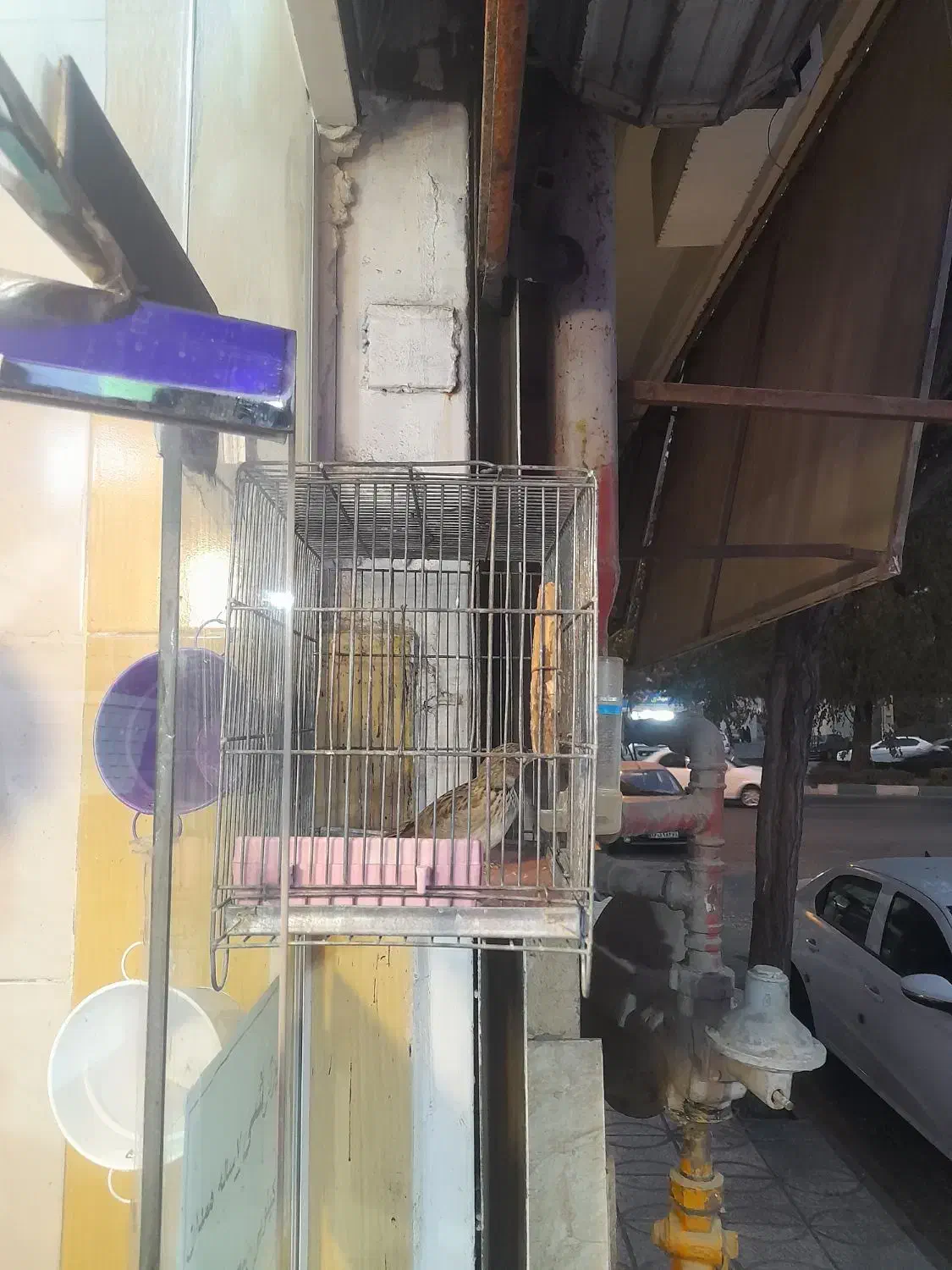 قناری زمینی|پرنده|فردیس, ثابتی|دیوار