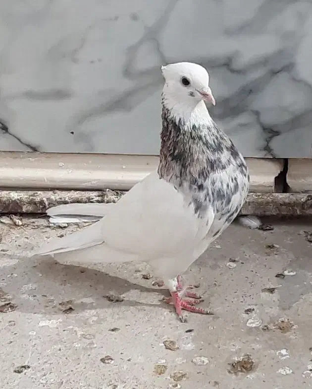 نرو ماده طوق هفت رنگ و سرخ کرمانشاهی کاکل|پرنده|زابل, |دیوار