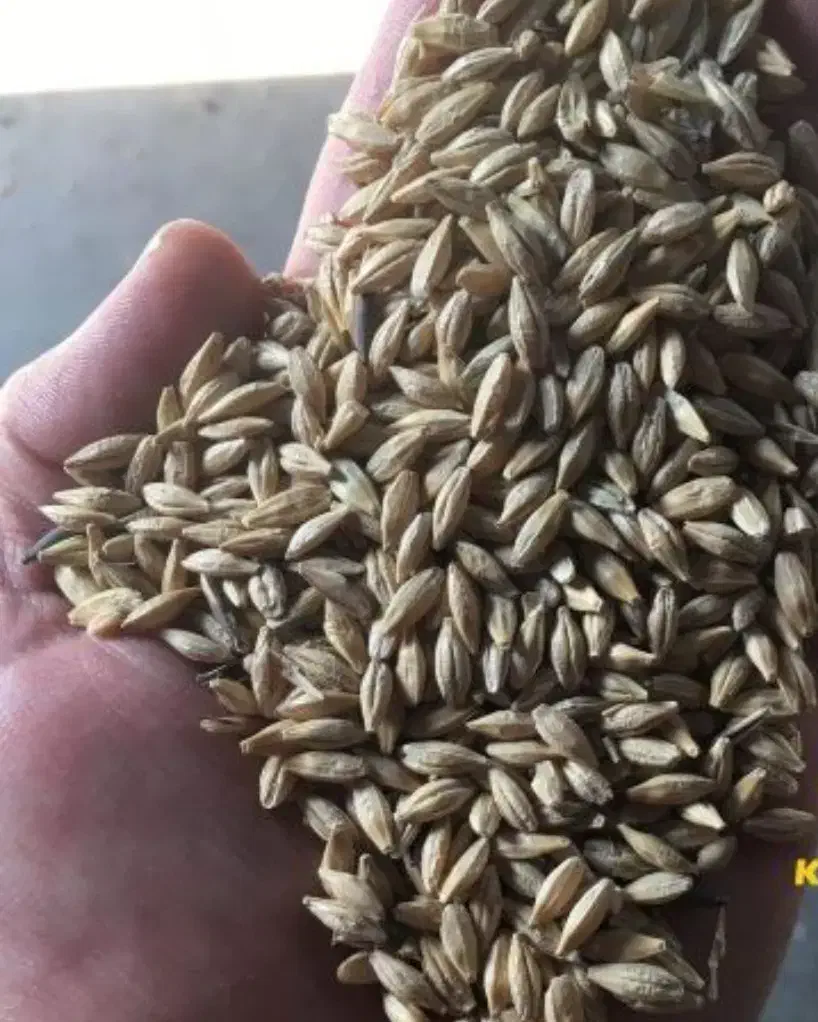 جو روس درجه یک|عمده‌فروشی|ویسیان, |دیوار