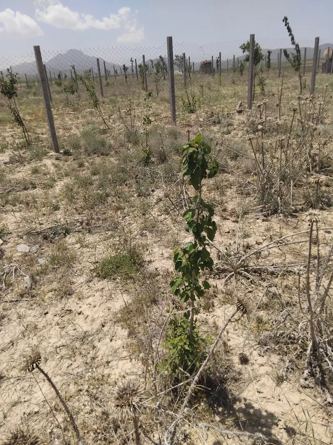 ۱۰۰۰متر زمین سیمین|فروش دفتر صنعتی، کشاورزی، تجاری|بهار, |دیوار