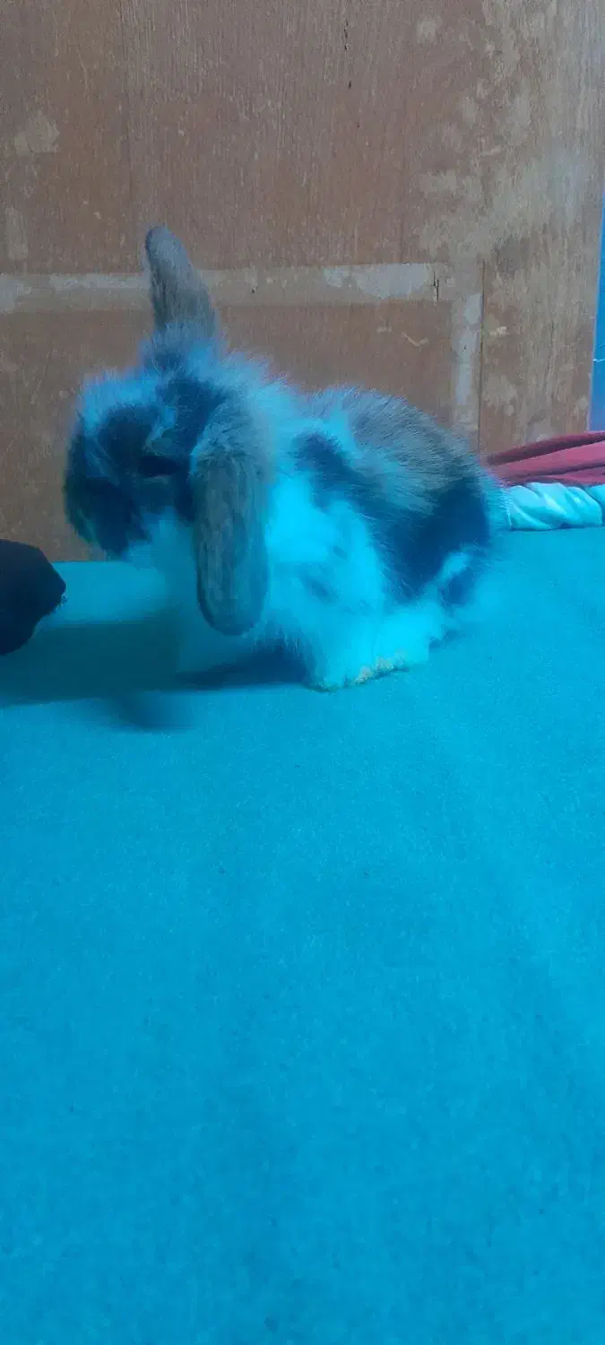 بچه خرگوش لوپ بفروش میرسد|موش و خرگوش|علیآباد کتول, |دیوار