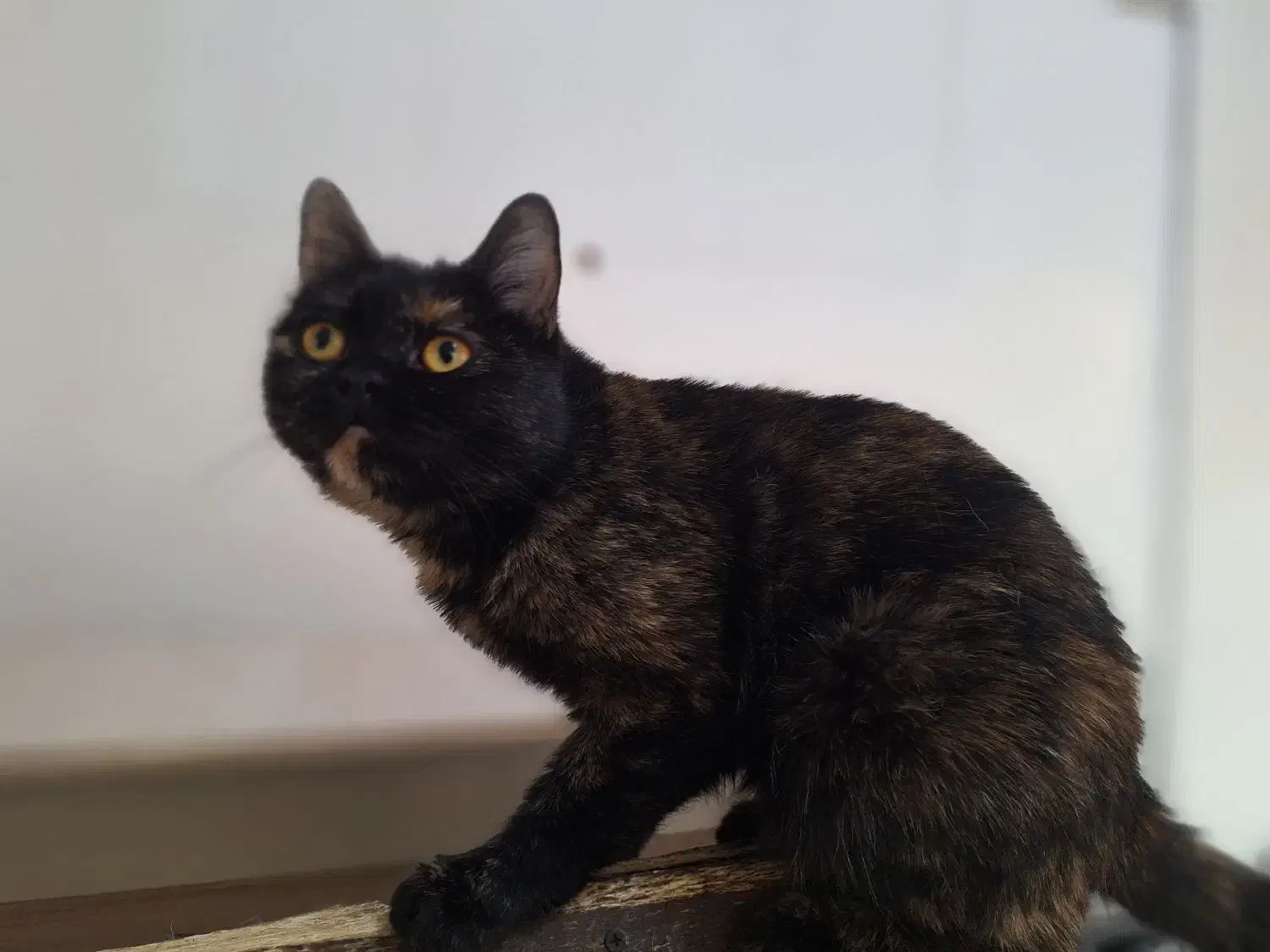 میکس بریتیش پرشین|گربه|اسلامشهر, شهرک قائمیه|دیوار