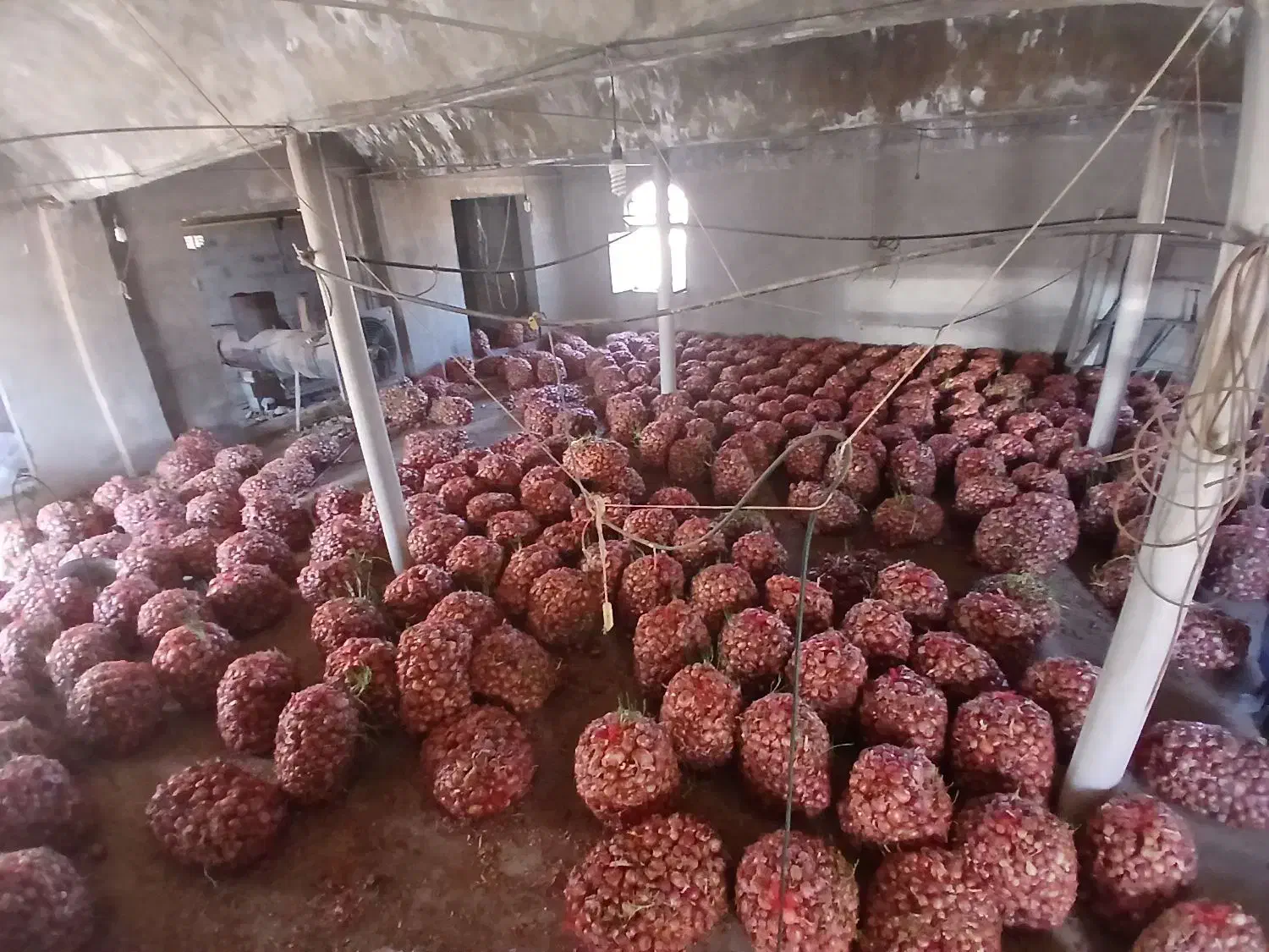 پیاز دامی|حراج|مبارکه, |دیوار