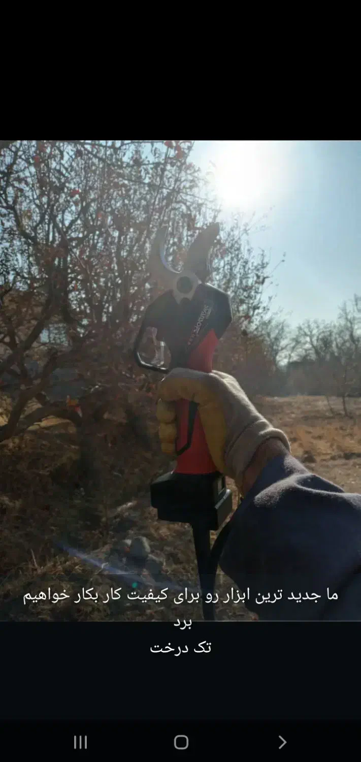 هرس کاری تک درخت|خدمات باغبانی و درختکاری|تبریز, |دیوار