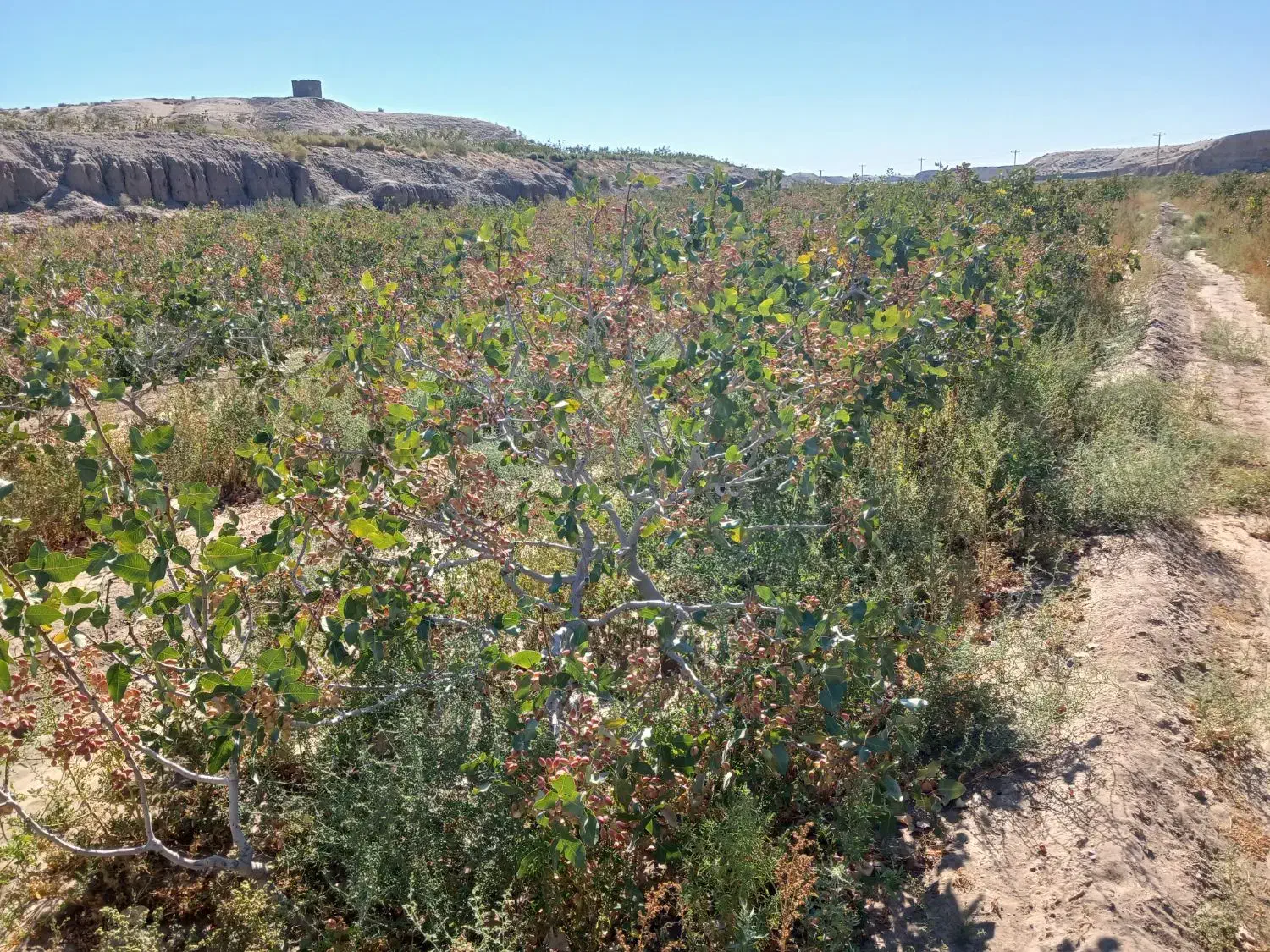 باغ پسته 7هکتار|فروش دفتر صنعتی، کشاورزی، تجاری|تربت جام, فاز ۱ فرهنگیان|دیوار