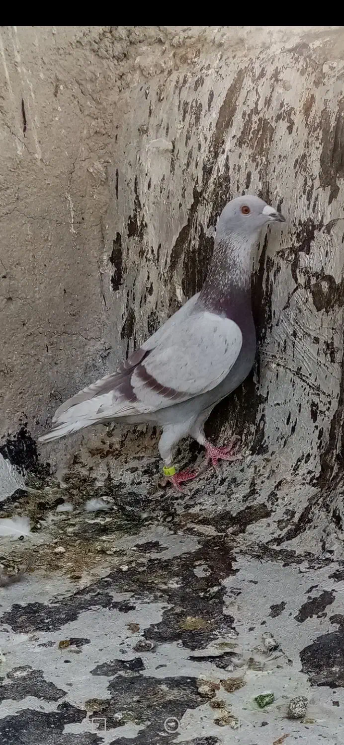 قوره ای نر|پرنده|شیراز, مسلم|دیوار