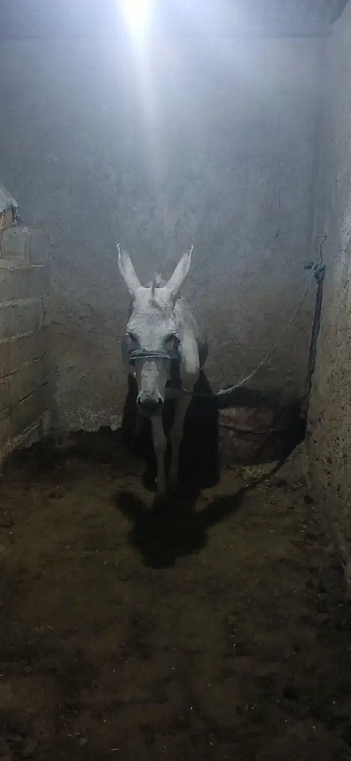 یک عدد الاغ ماده|حیوانات مزرعه|کوهمره, |دیوار