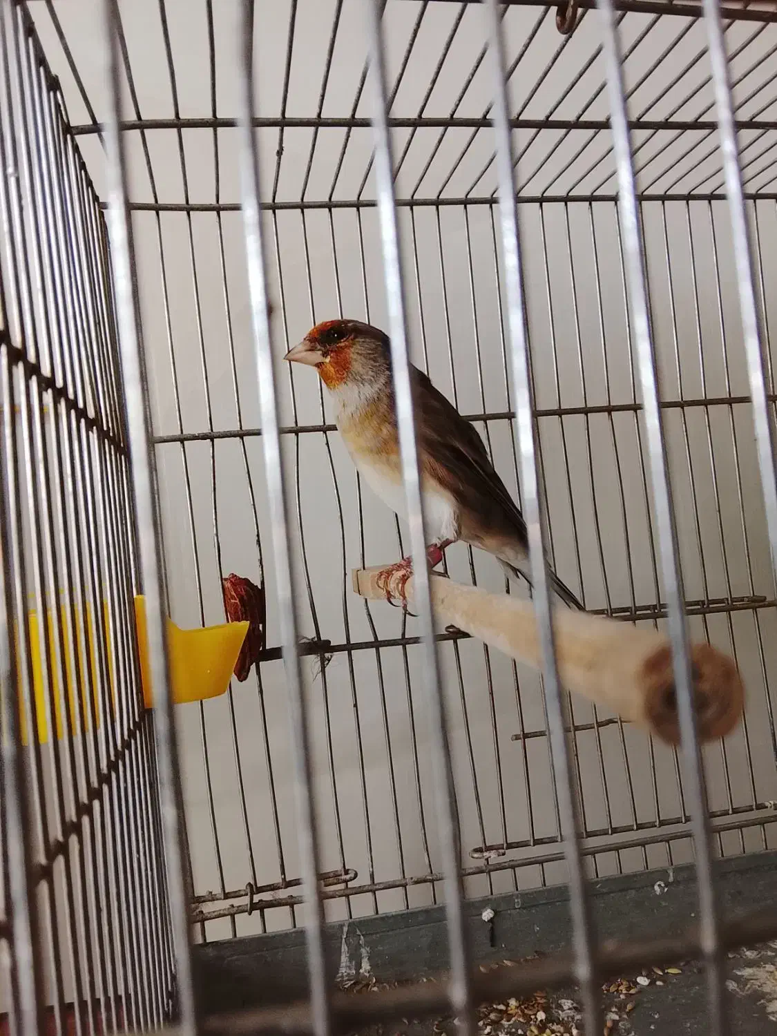 سهره قناری|پرنده|همدان, |دیوار