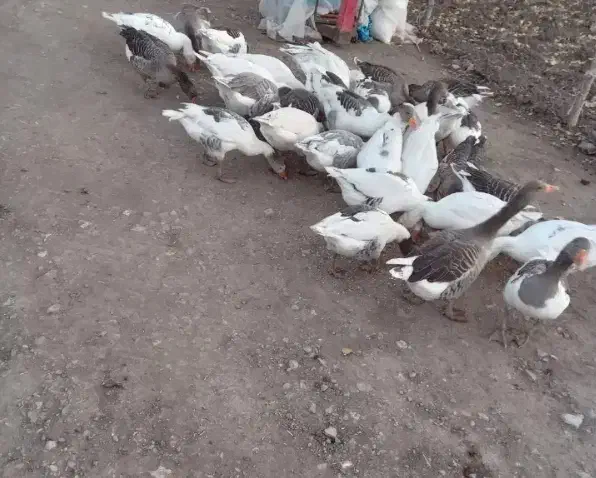 غار|حیوانات مزرعه|ماکو, |دیوار