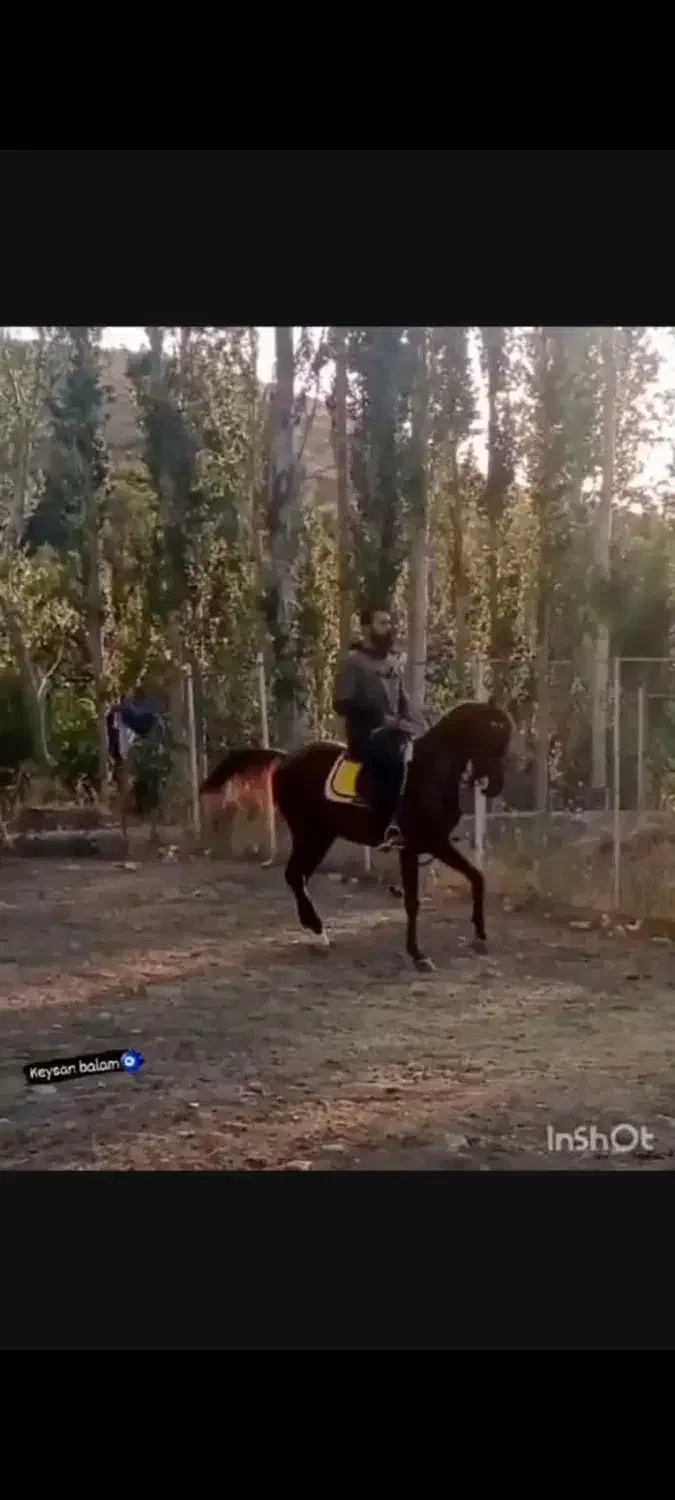 نریان عرب مصری|اسب و تجهیزات اسب‌سواری|اردبیل, |دیوار