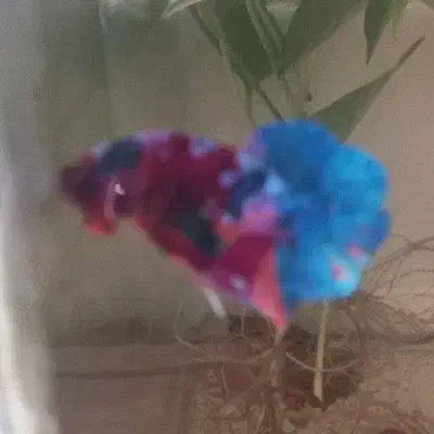 بتا،فایتر|ماهی|سیاهکل, |دیوار