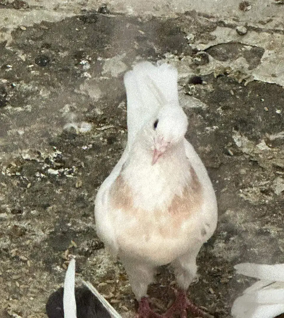 طوقی سو قدیم|پرنده|شاهین‌شهر, حافظ شمالی|دیوار