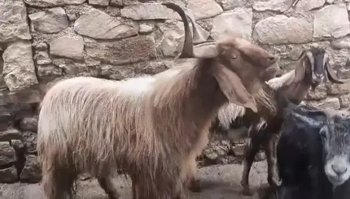 پازن|حیوانات مزرعه|سوق, |دیوار