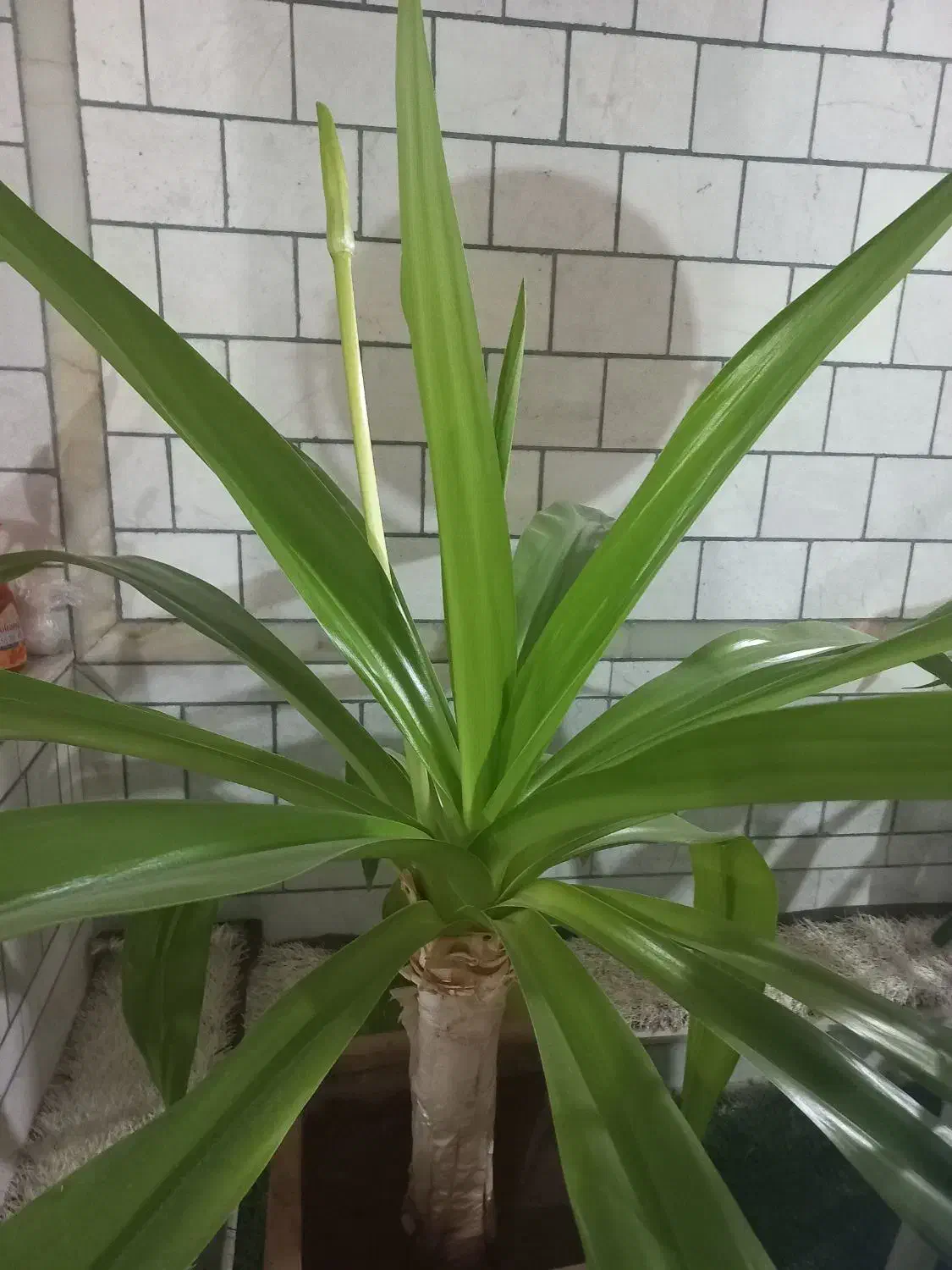 فروش گل|گل و گیاه طبیعی|زرند, |دیوار