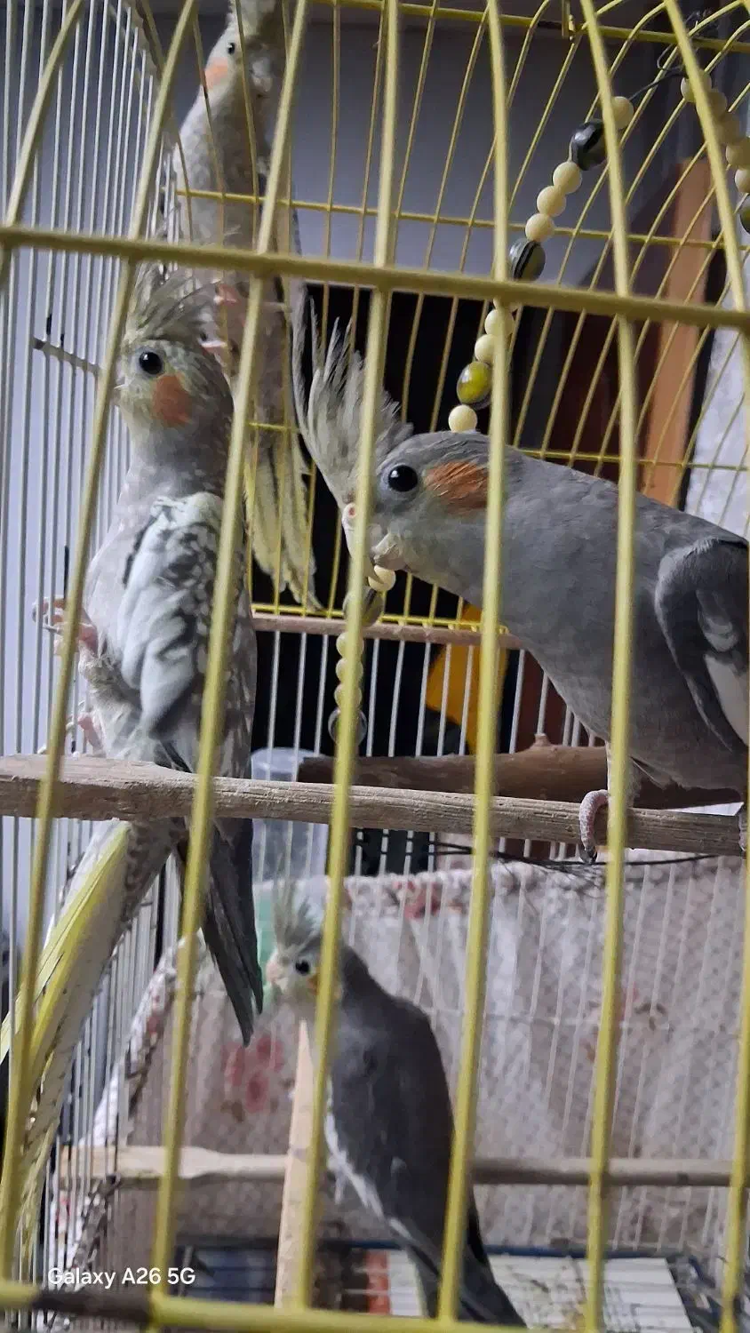 عروس هلندی|پرنده|رشت, خرسندی|دیوار