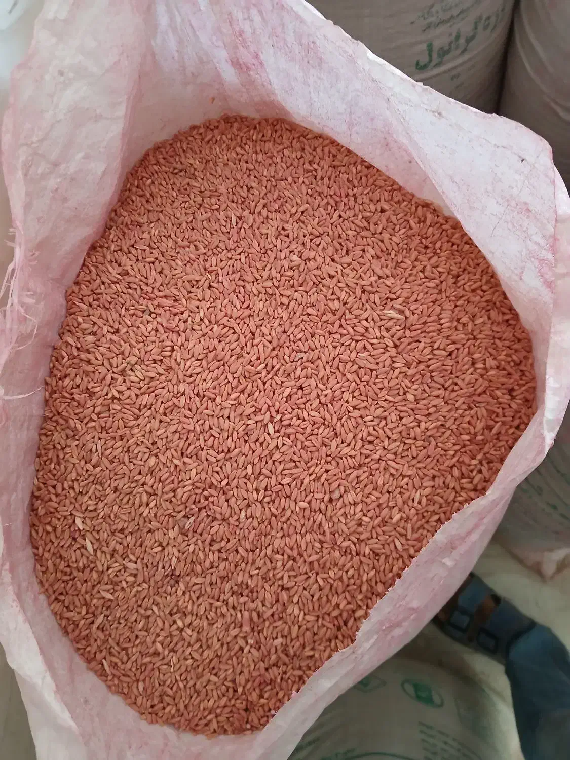 فردش بذر گندم|خدمات باغبانی و درختکاری|گل تپه, |دیوار