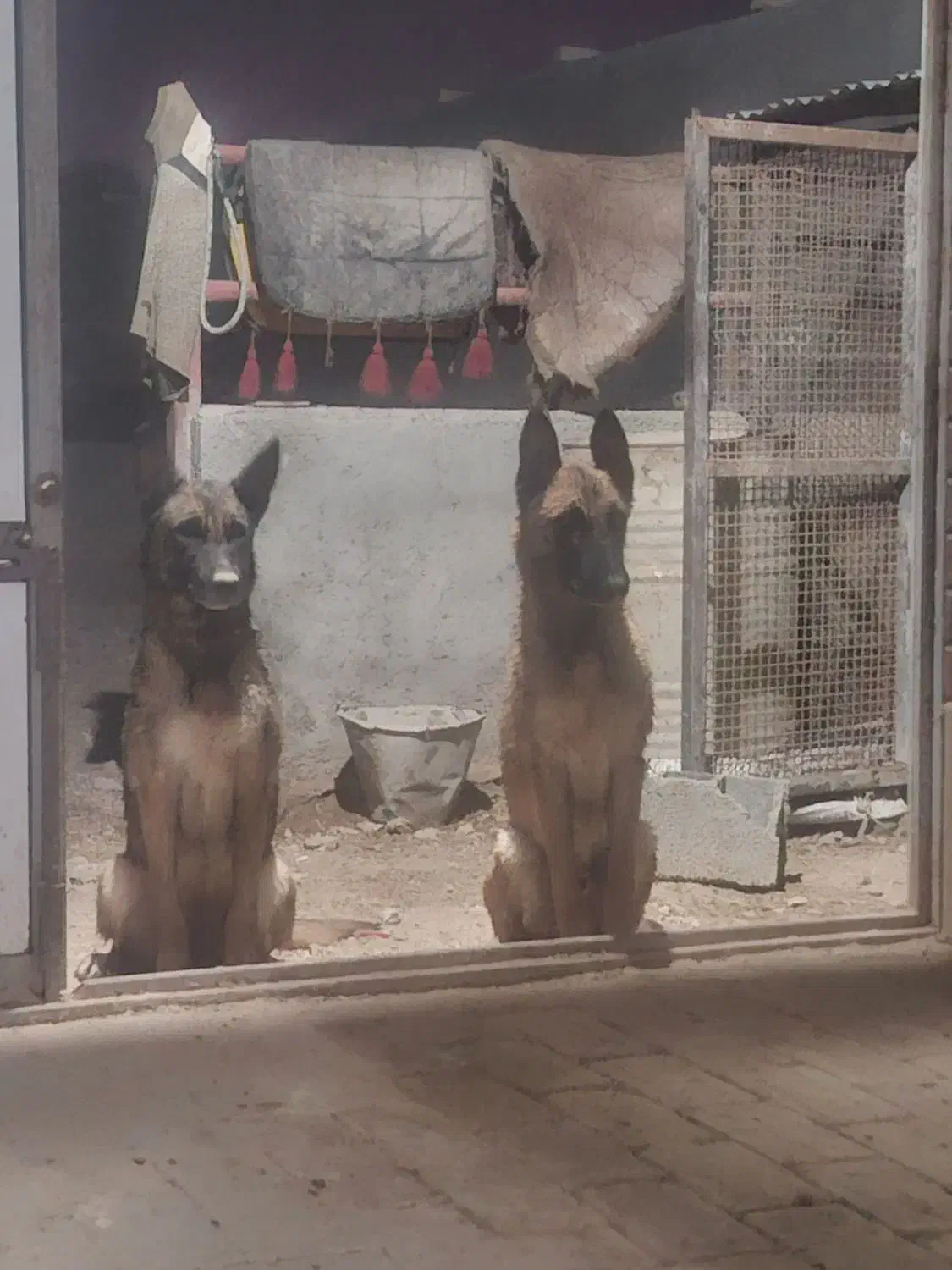 سگ مالینویز|سگ|ابریشم, |دیوار