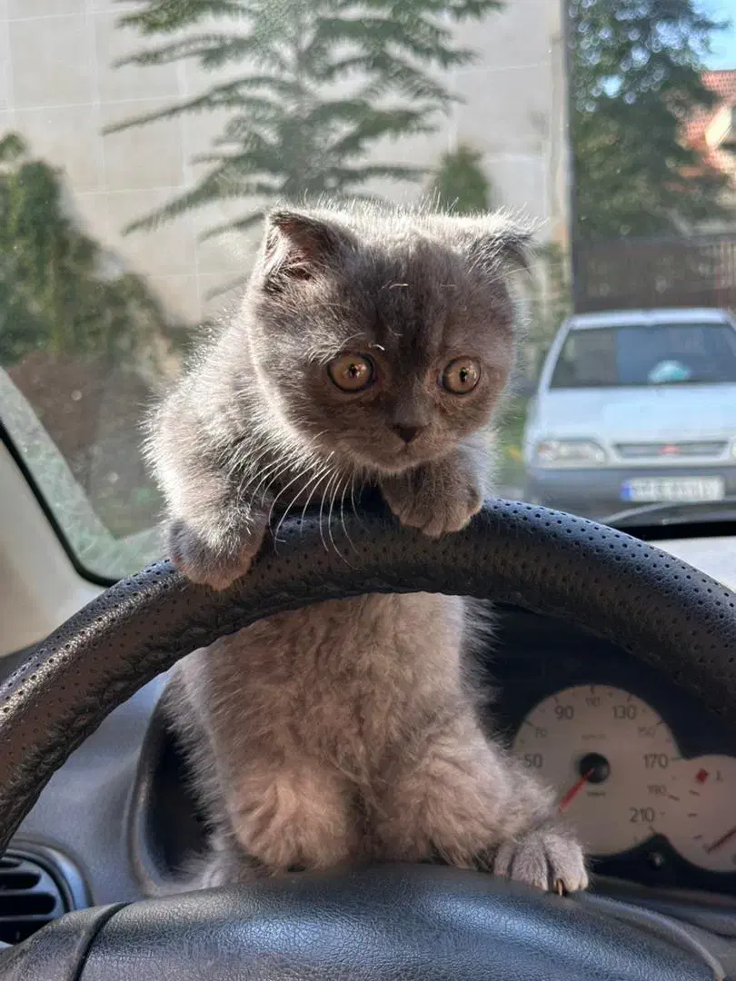 واگذاری گربه اسکاتیش|گربه|آمل, |دیوار