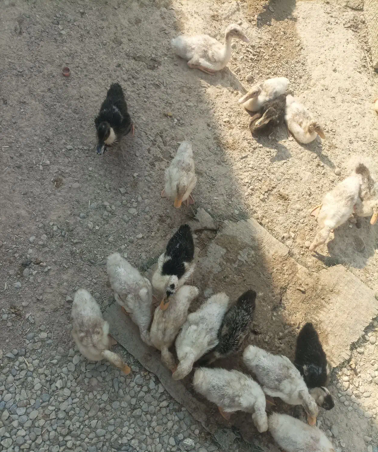 فروش اردک (فوری)|حیوانات مزرعه|هندیجان, |دیوار