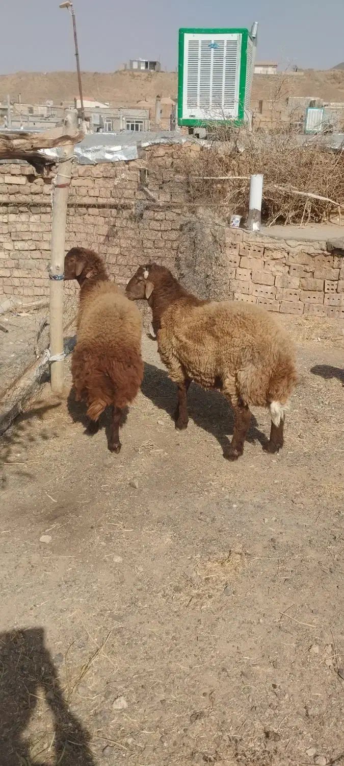 3عددبره چاق|حیوانات مزرعه|تربت جام, جلگه موسی آباد|دیوار