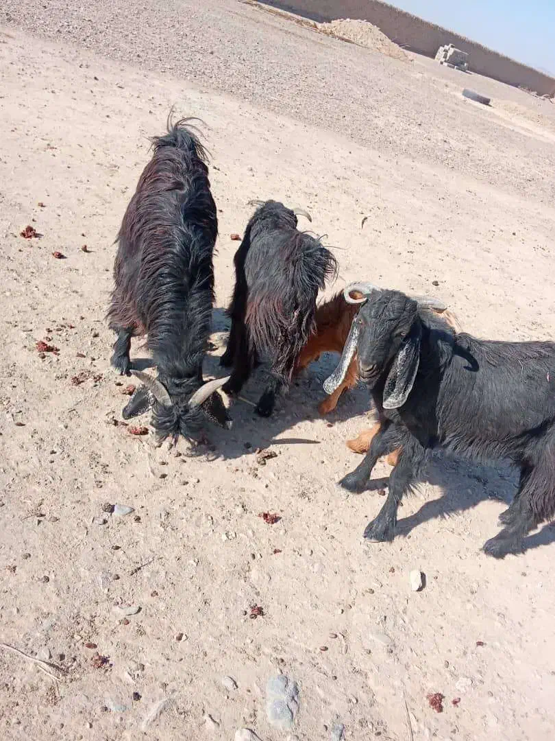 تعداد چهارتا تروشت فروشی بصورت تکی و یک جاه|حیوانات مزرعه|سیب و سوران, |دیوار