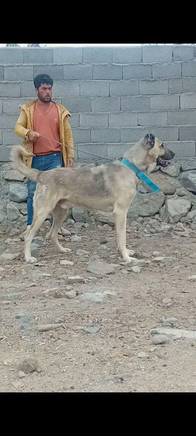 واگذاری‌سگ‌سرابی|سگ|سراب, |دیوار