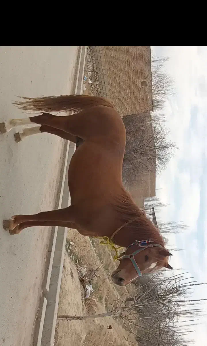 اسب ۳به۴سال|اسب و تجهیزات اسب‌سواری|بکتاش, |دیوار