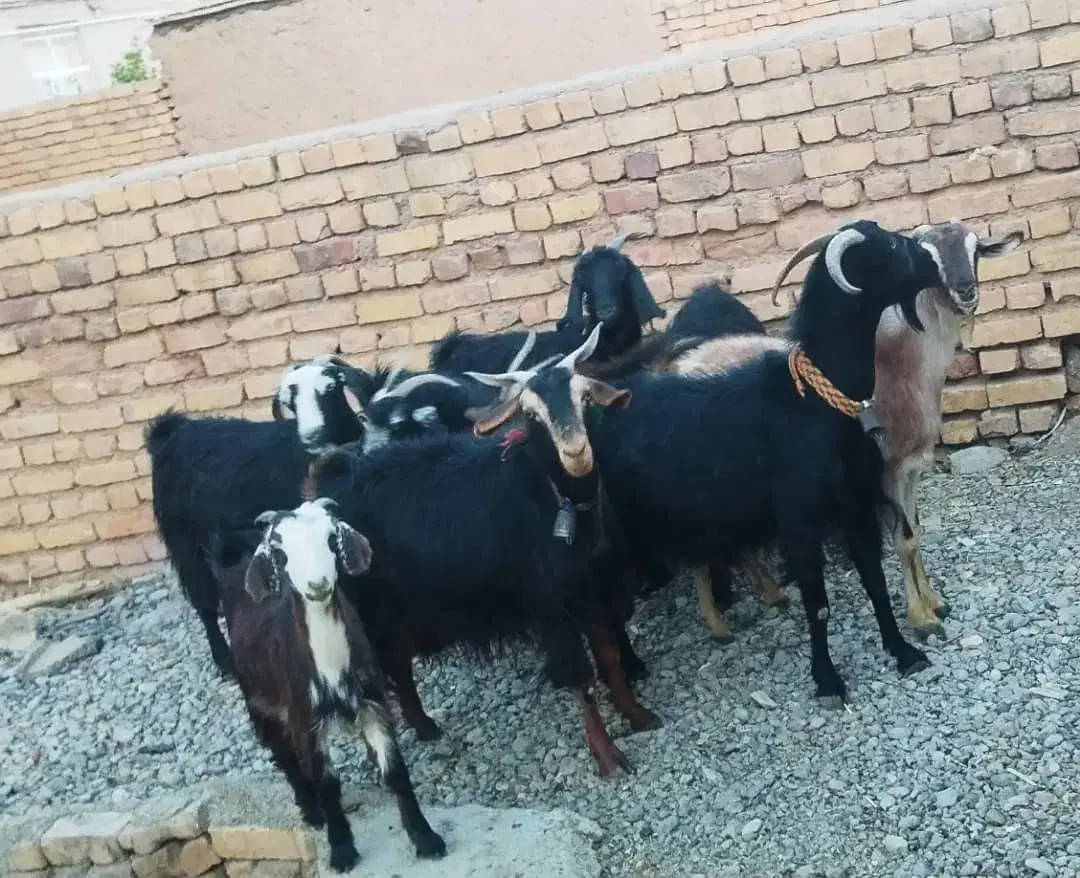 بز آبستن|حیوانات مزرعه|درودزن, |دیوار