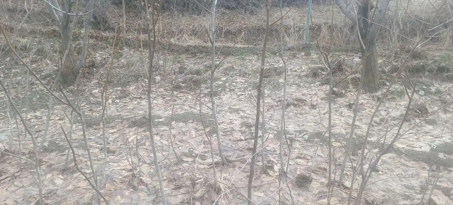 گردو فروشی|خدمات باغبانی و درختکاری|سروآباد, |دیوار