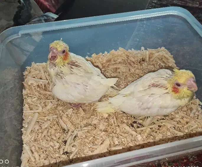 جوجه عروس لوتینو ۲عدد فوری|پرنده|مشهد, فارغ التحصیلان|دیوار