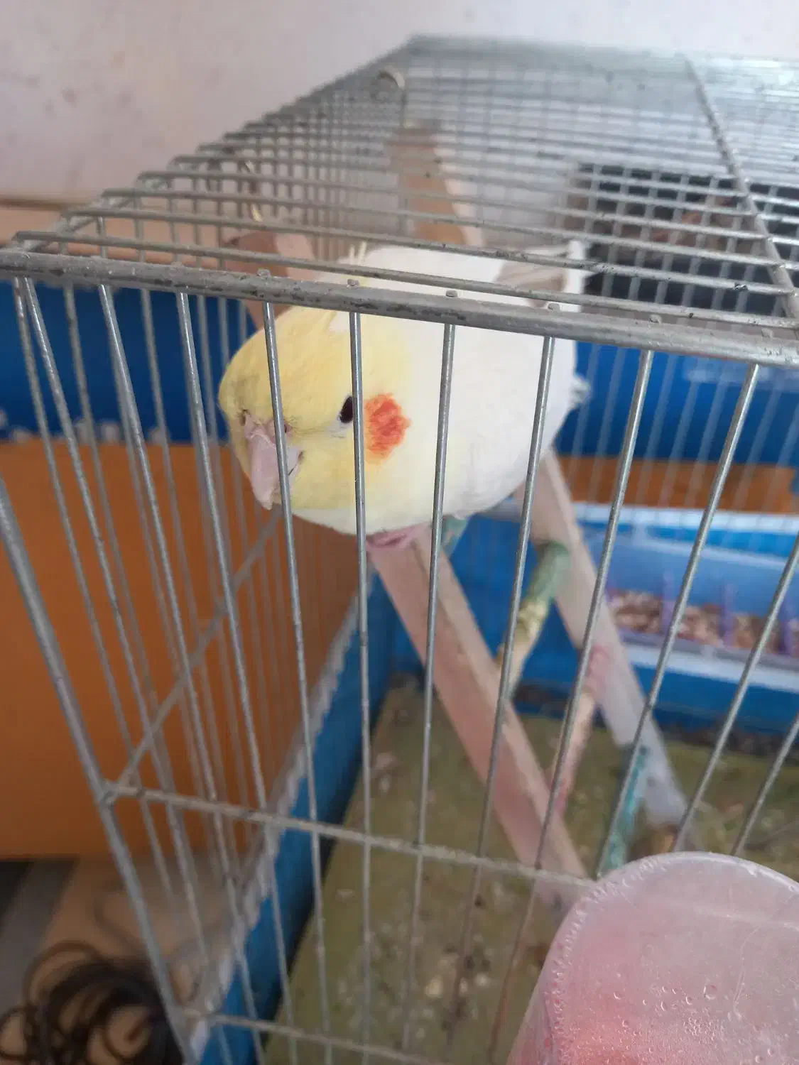 عروس هلندی با وسایل سه میلیون|پرنده|بهبهان, |دیوار