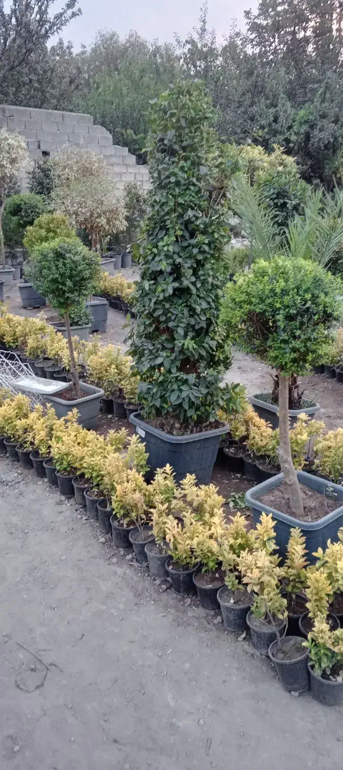 شمشاد طلایی ۱۹هزار|گل و گیاه طبیعی|ملارد, |دیوار