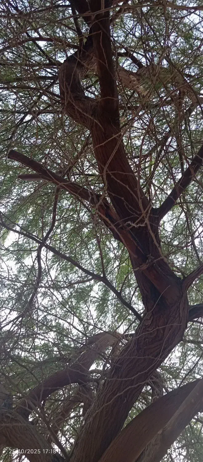 قطع وبرش درختان تنومند|خدمات باغبانی و درختکاری|بندر گناوه, |دیوار