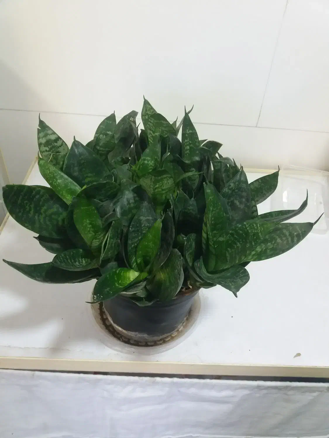 گل و گیاه آپارتمانی|گل و گیاه طبیعی|سقز, |دیوار