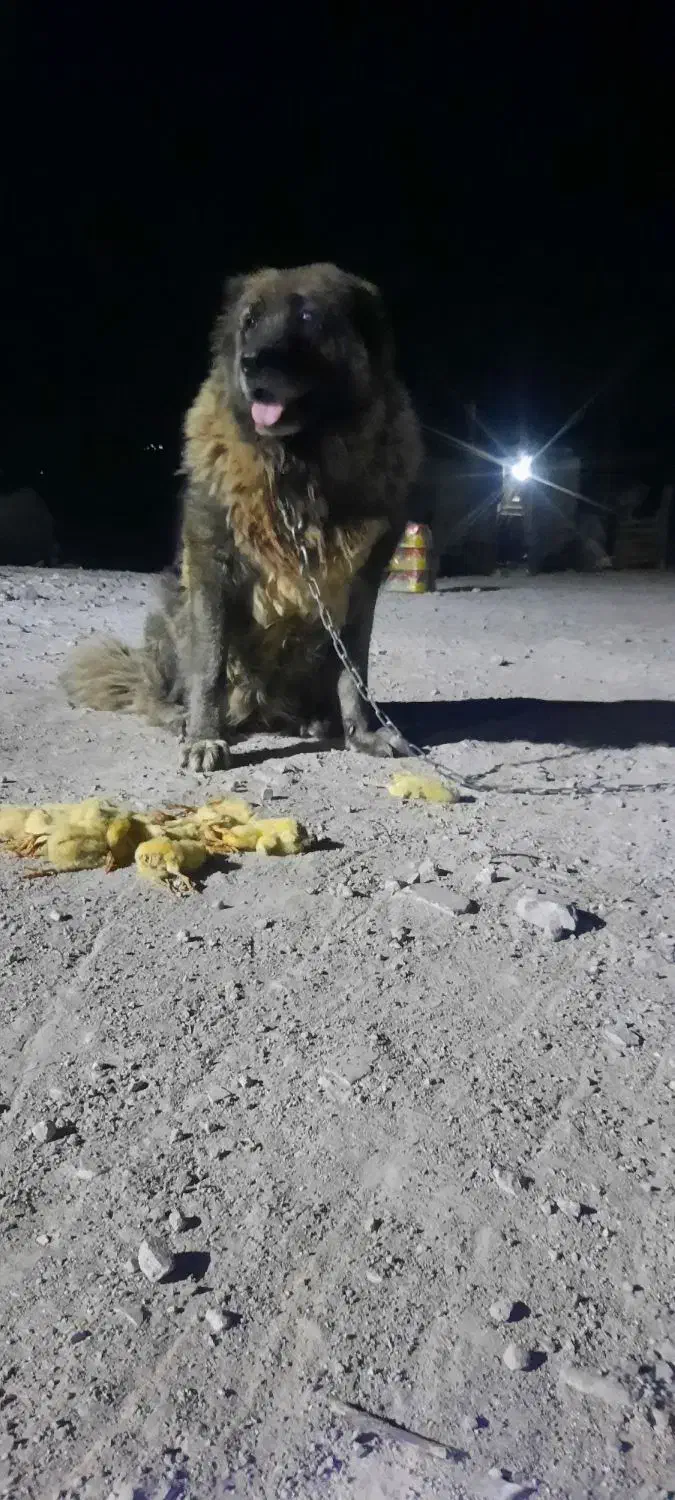 سگ ماده|سگ|رودبار, |دیوار