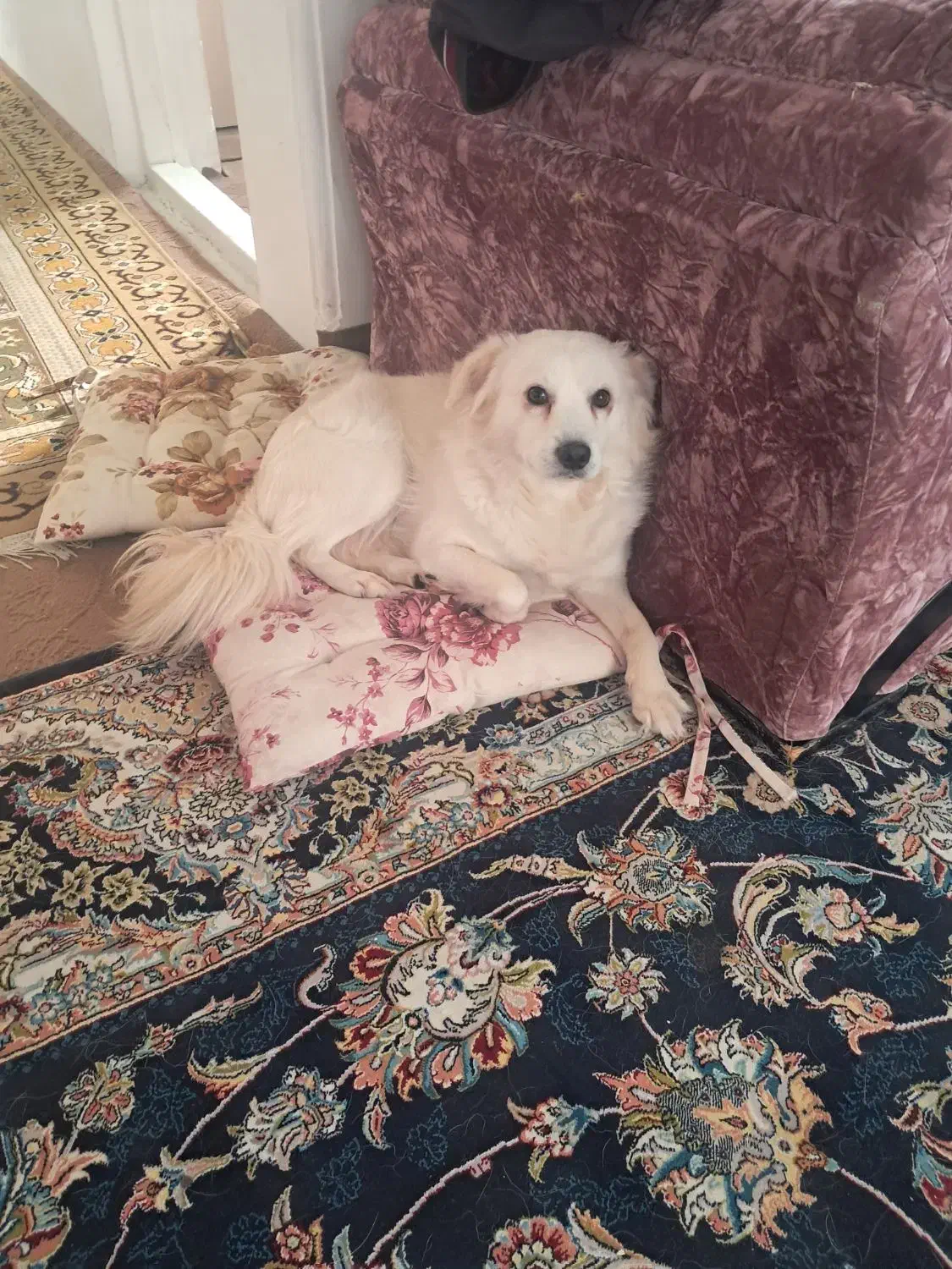 حیوانات|سگ|امیرکلا, |دیوار