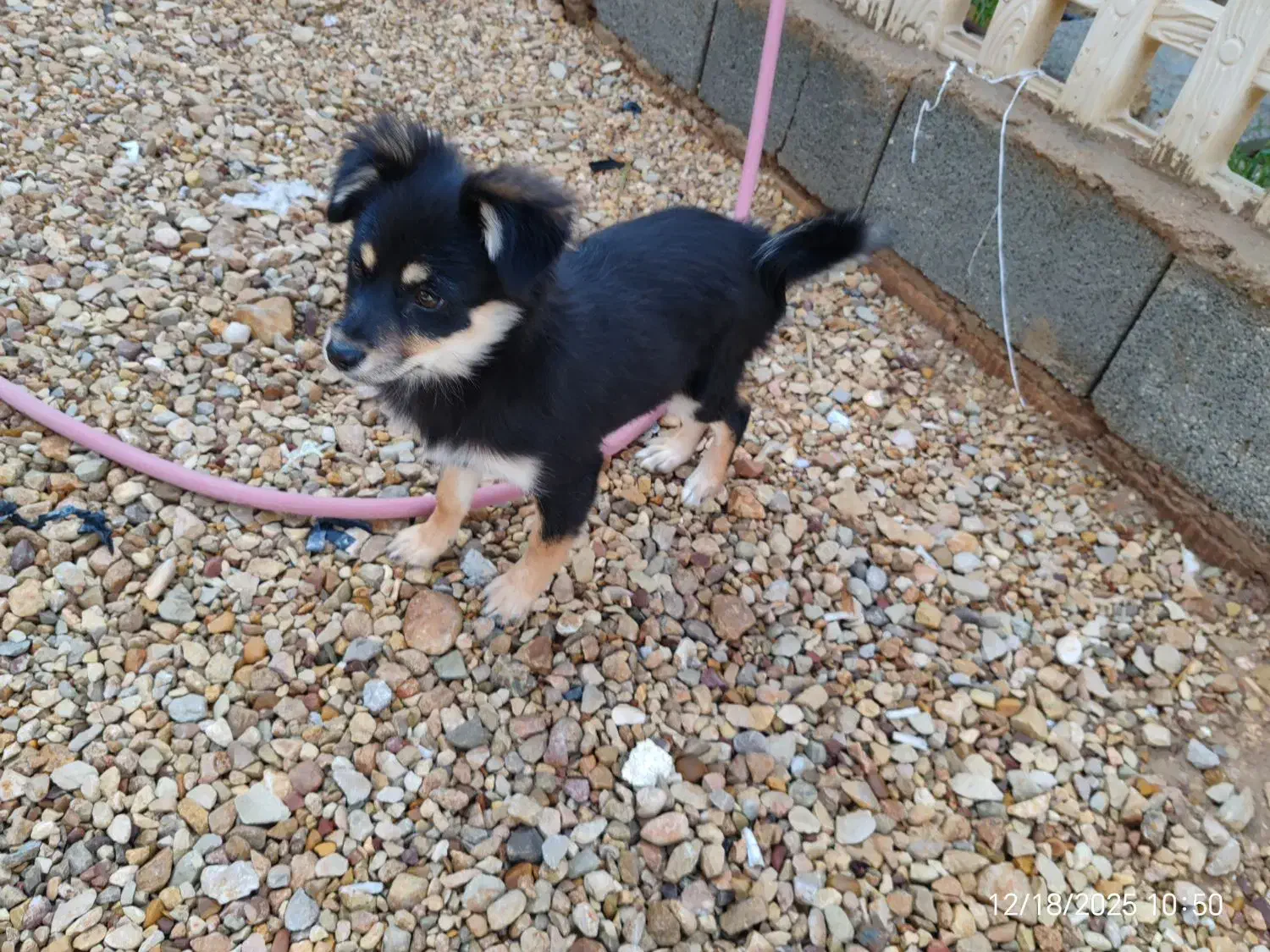 سگ پا کوتاه میکس پامر روباهی و ژرمن|سگ|شیراز, جرسقان|دیوار