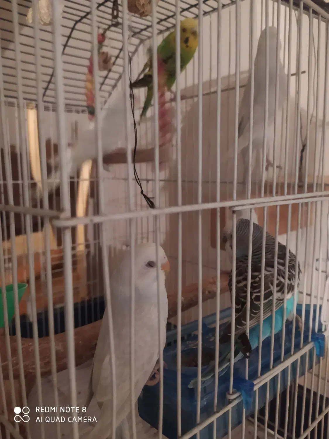 مرغ عشق رنگ خاص جفتای شیش تخمه|پرنده|بهارستان, |دیوار