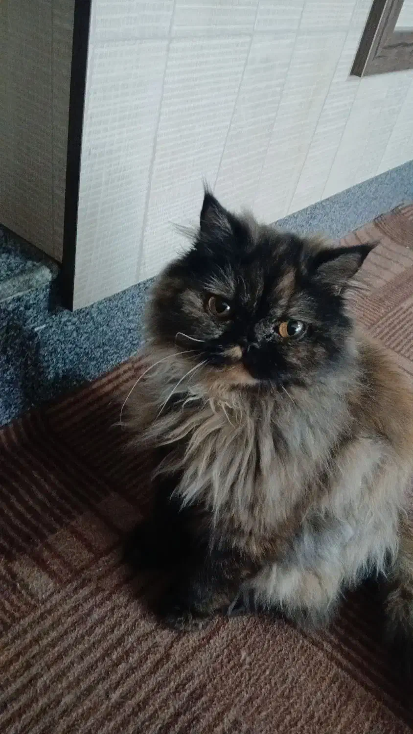 گربه نژاد دارپرشین بیرتیش هستن شش ماهه ویک ساله|گربه|مرند, |دیوار